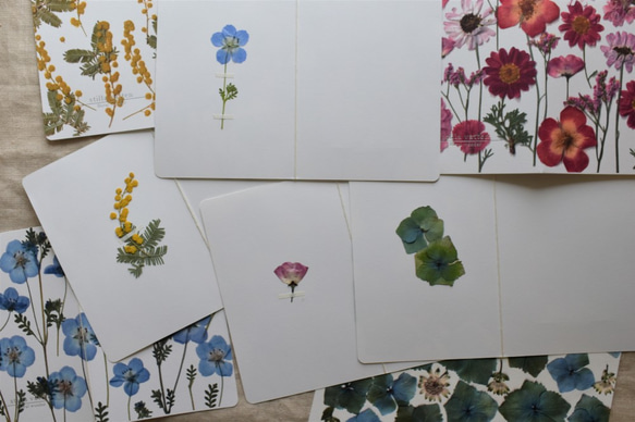 [botanical greeting card]　アジサイ　花言葉メッセージカード 5枚目の画像