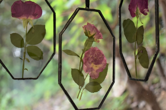 [under glass]オクタゴン ローズ ピンク 3枚目の画像