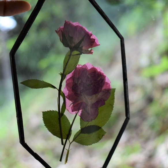 [under glass]オクタゴン ローズ ピンク 5枚目の画像