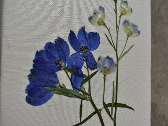 [pressed flower art canvas] ベラドンナ type-1 2枚目の画像