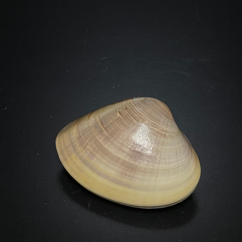 蛤 香合 笹に蝶 茶道具 （貝合わせ） はまぐり その他インテリア雑貨