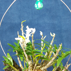 OE6　セッコク変花　緑花に近い白花 2枚目の画像