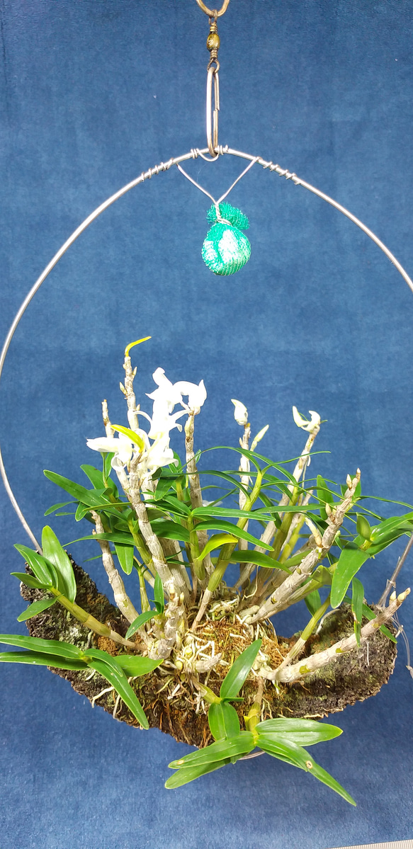 OE6　セッコク変花　緑花に近い白花 2枚目の画像