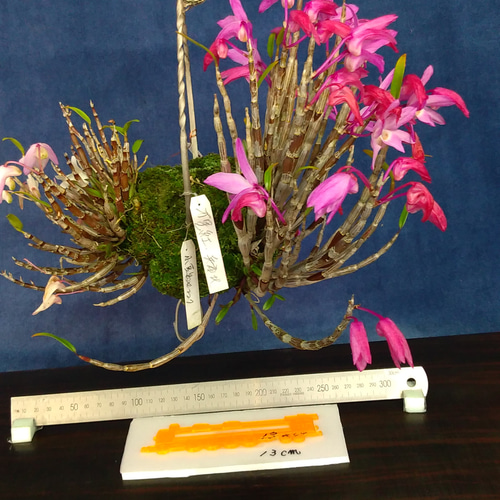 28 紅花セッコク 万里紅と山取のセッコク（白） その他インテリア雑貨 