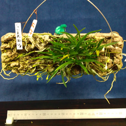 LE21 ヘゴ加工品付け 小豆島岩風蘭 30芽入り その他インテリア雑貨 夢