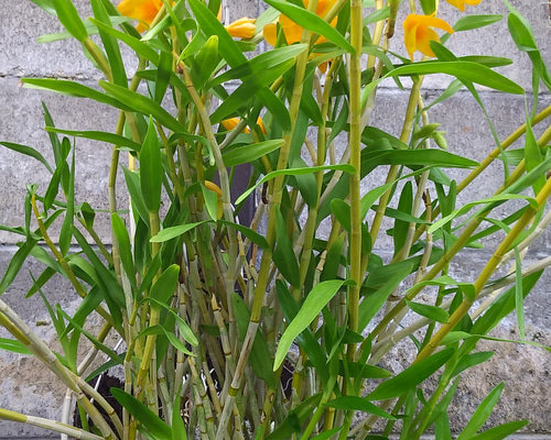 台湾黄花セッコク その他インテリア雑貨 夢創園 通販 9902000｜Creema