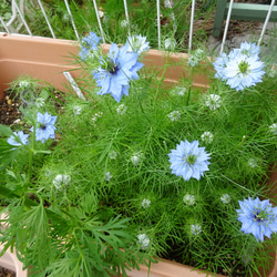 ボタニカルキャンドルM(青ニゲラと青紫陽花) 10枚目の画像