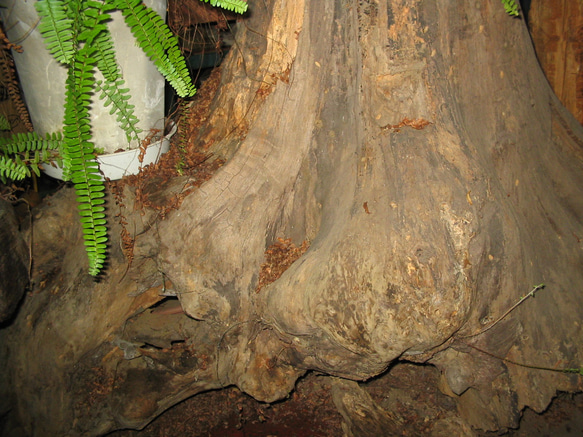 木のオブジェ 3枚目の画像