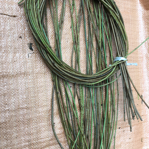 アケビの蔓 その他素材 chaochao 通販 10056613｜Creema(クリーマ)