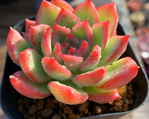 66.多肉植物 寄せ植え エケベリア属 フロリディティ（単）（美苗