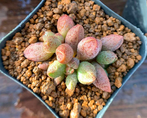 12.多肉植物 寄せ植え アドロミスクス属 アドロミスクス マリアナエ