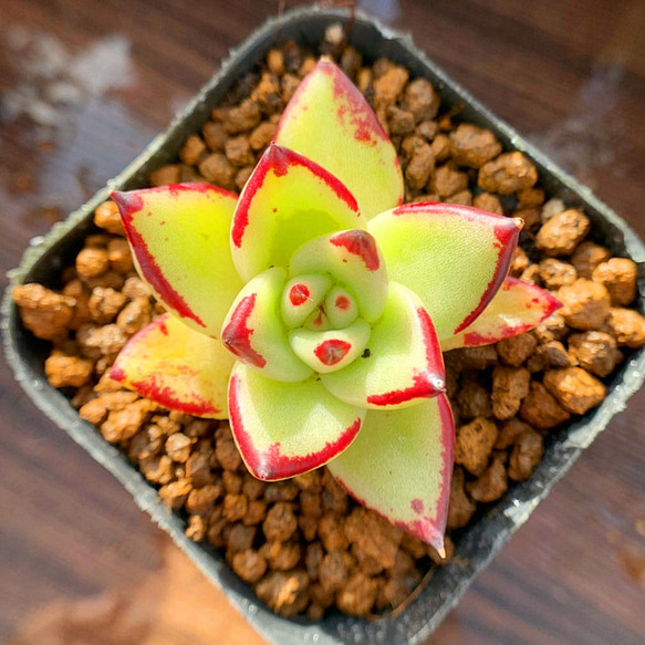 エボニー 抜き苗 多肉植物 【公式通販】