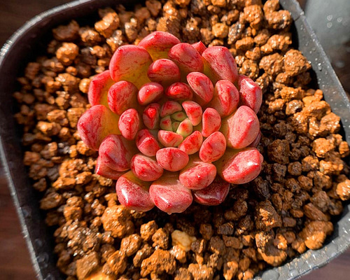 54.多肉植物 エケベリア属 ピンクルビー（単）（優品）（美苗