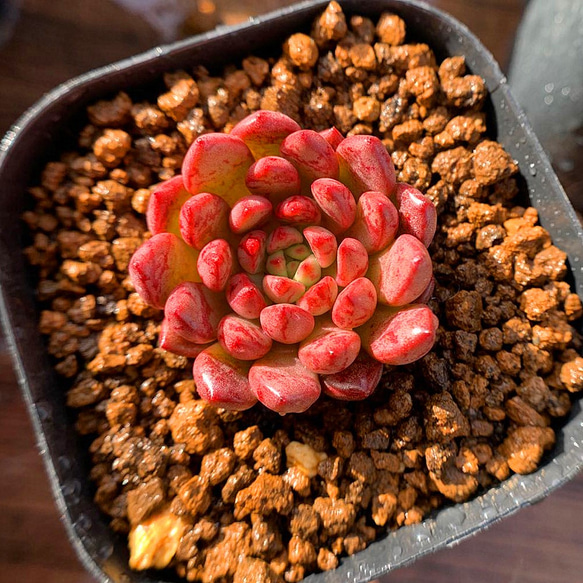 54.多肉植物 エケベリア属 ピンクルビー（単）（優品）（美苗）抜き苗