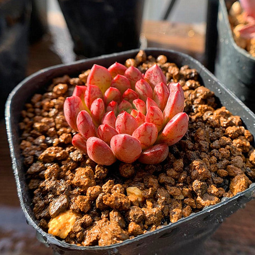 54.多肉植物 エケベリア属 ピンクルビー（単）（優品）（美苗）抜き苗