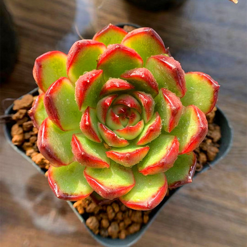 多肉植物エケベリア プリリンゼアナ 【公式通販】