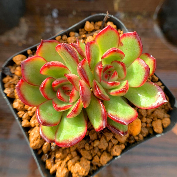 多肉植物エケベリア プリリンゼアナ 【公式通販】