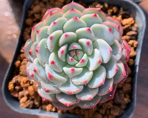 65.多肉植物 寄せ植え エケベリア属 ブルーミニマ (小)抜き苗 65.多肉植物 寄せ植え エケベリア属 ブルーミニマ (小)抜き苗