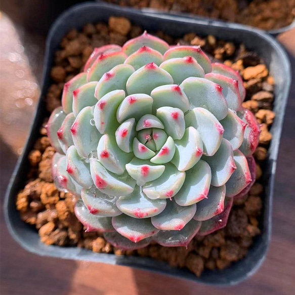 No.309 ❁琥珀氷玉❁ 抜き苗 吊るせ 多肉植物 寄せ植え