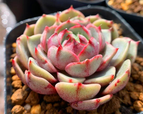 68.多肉植物 寄せ植え エケベリア属 ベンバディス 抜き苗 アート 68.多肉植物 寄せ植え エケベリア属 ベンバディス 抜き苗 アート