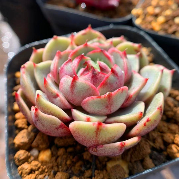 68.多肉植物 寄せ植え エケベリア属 ベンバディス 抜き苗 1枚目の画像