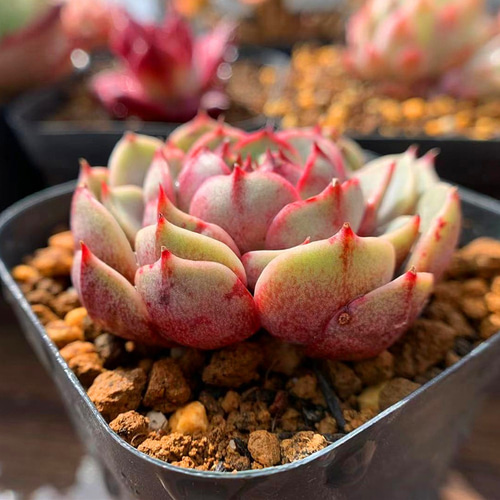 68.多肉植物 寄せ植え エケベリア属 ベンバディス 抜き苗 アート 68.多肉植物 寄せ植え エケベリア属 ベンバディス 抜き苗 アート