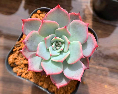 0_66fe6b98903fc1aa84a8603d24b1