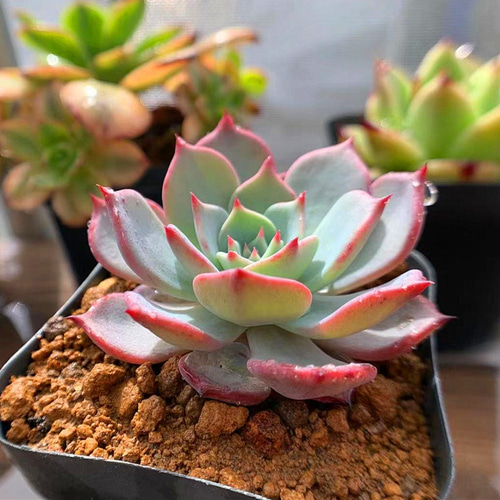 86.多肉植物 寄せ植え エケベリア属 ラウレンシス （小）抜き苗 アート