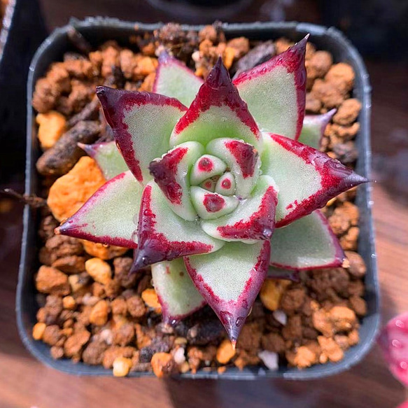 多肉植物 エボニー  抜き苗♡ 多肉植物 エボニー 抜き苗♡ エボニー 抜き苗 多肉植物 【公式通販】