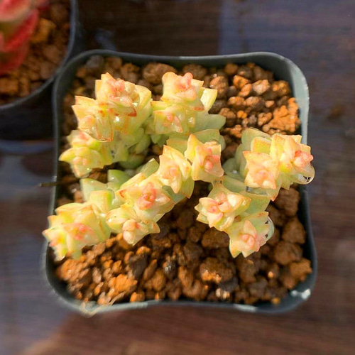 131.農園直売 多肉植物 寄せ植え クラッスラ パステル 錦 抜き苗