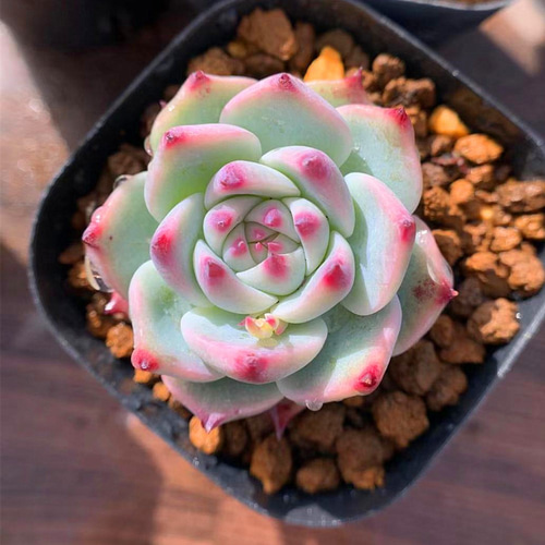 多肉植物　水蜜桃 楽天市場】【当店農場生産】○多肉植物 エケベリア 水蜜桃 7.5センチ