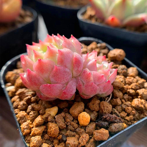 ライムアンドチリ(抜き苗) 多肉植物 【公式通販】