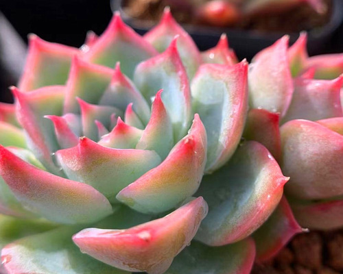 多肉植物 ❤️ シルエット❤️ 1頭12-14cm抜き苗 多肉植物