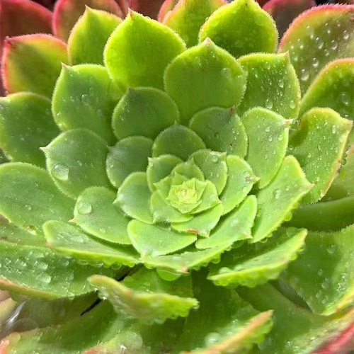 58.多肉植物 寄せ植え アエオニウム フェスティバル錦 抜き苗 アート ...