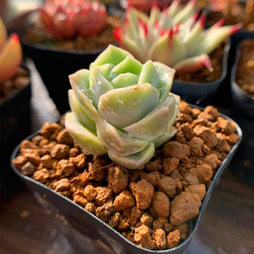 ラブリーローズ 抜き苗 多肉 苗のみ 12株の抜き苗セット】アイス