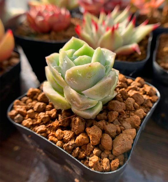 87.多肉植物 寄せ植え エケベリア属 ラブリーローズ （小）抜き苗 