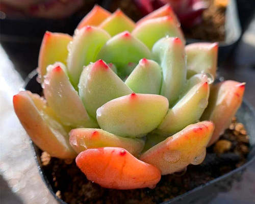 126.. 多肉植物 リモン 750円【抜き苗】 154.多肉植物 寄せ植え エケベリア属 レモンシャンパン（新品種） 抜き