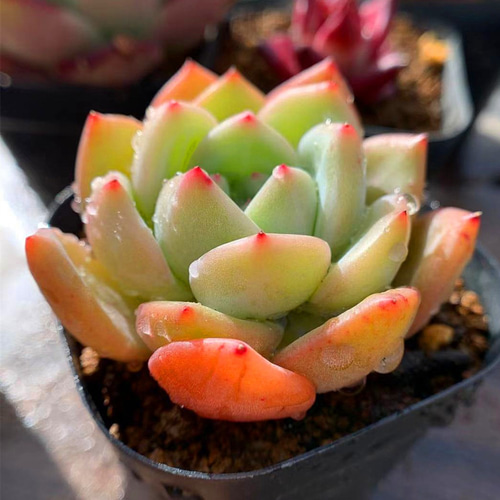 154.多肉植物 寄せ植え エケベリア属 レモンシャンパン（新品種） 抜き
