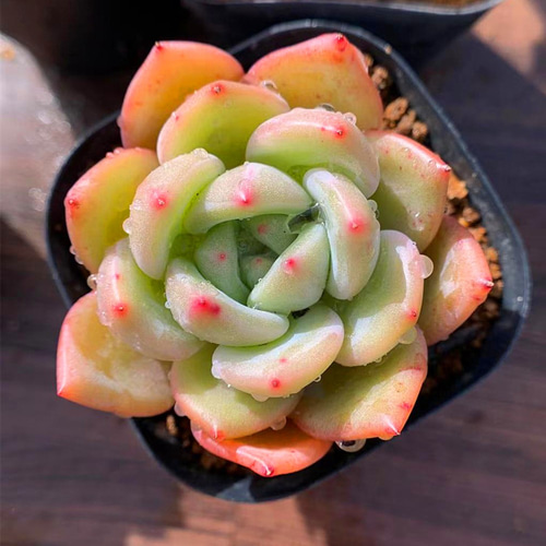154.多肉植物 寄せ植え エケベリア属 レモンシャンパン（新品種） 抜き