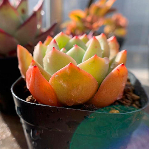 154.多肉植物 寄せ植え エケベリア属 レモンシャンパン（新品種） 抜き