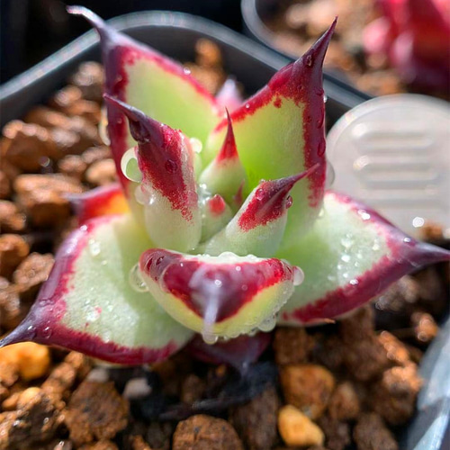 多肉植物 エボニー錦 抜き苗 【公式通販】