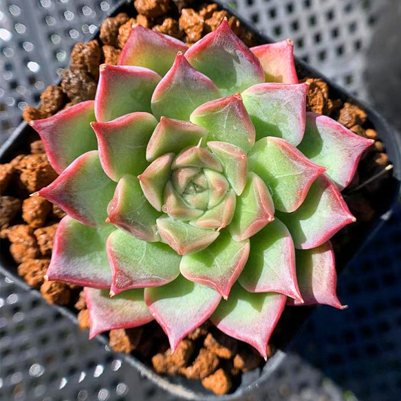 161.多肉植物 寄せ植え エケベリア属 ヒアリナxロメオロビン　抜き苗 3枚目の画像