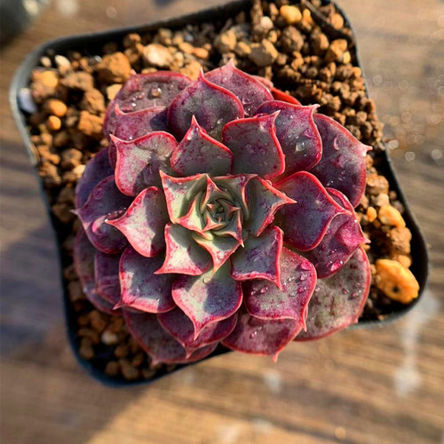 164.多肉植物 寄せ植え エケベリア属 ロンギシマ （単）longissima