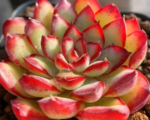 札付き　花月夜 × メキシコポルデンシス　エケベリ屋（つぶつぶ屋）さん苗 札付き 花月夜 × メキシコポルデンシス エケベリ屋（つぶつぶ屋