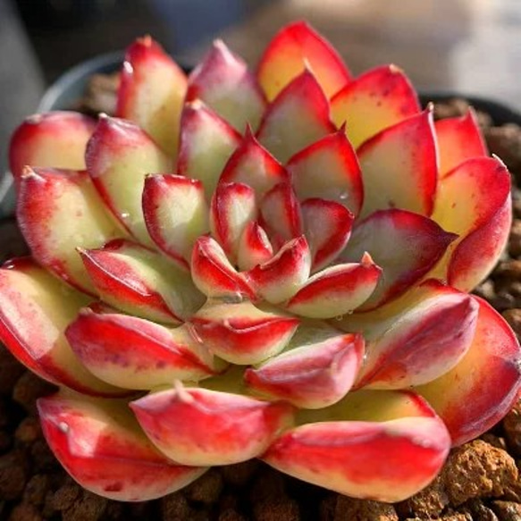 174.多肉植物 寄せ植え エケベリア属 メキシコポルデンシス（単） 抜き