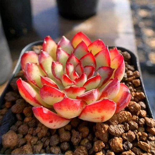 174.多肉植物 寄せ植え エケベリア属 メキシコポルデンシス（単） 抜き