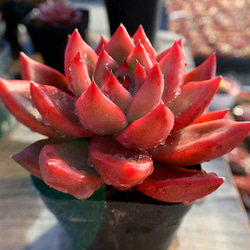 176.多肉植物 寄せ植え エケベリア属 フランクレイネルト 特大 赤 超
