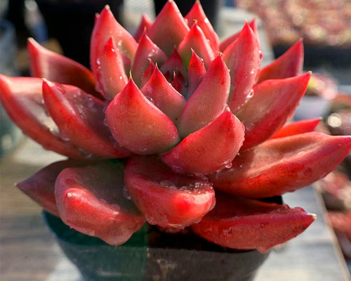 0_b72718ece47c333ef41f794e4e18