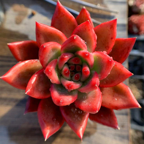 176.多肉植物 寄せ植え エケベリア属 フランクレイネルト 特大 赤 超