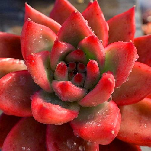 多肉植物 赤い子♡ 多肉植物 赤い子♡ 【公式通販】